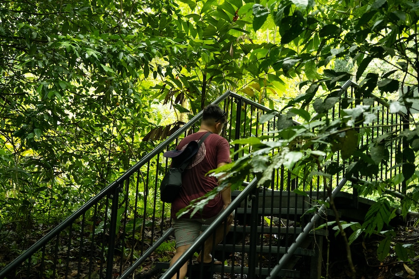 A man walks up stairs in a lush rainforest.