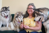 A woman with glasses and long curly grey hair sits on a couch flanked by her 3 husky dogs