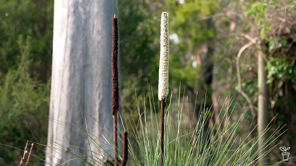 A grass tree with a eucalyptus trunk in the background.