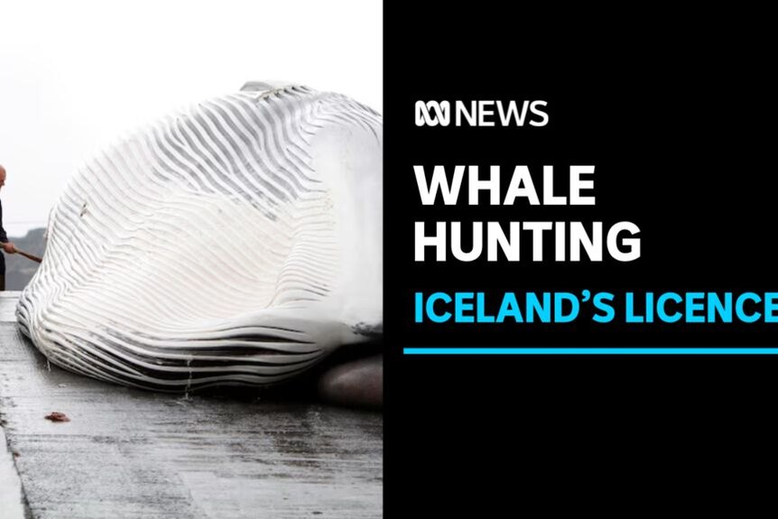 Whale Hunting, Iceland's Licence: A man on a ship handling a whale's carcass.