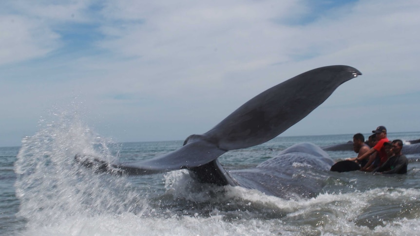 The large tail of a sperm whale flips up a trail of water while rescuers work to save it.