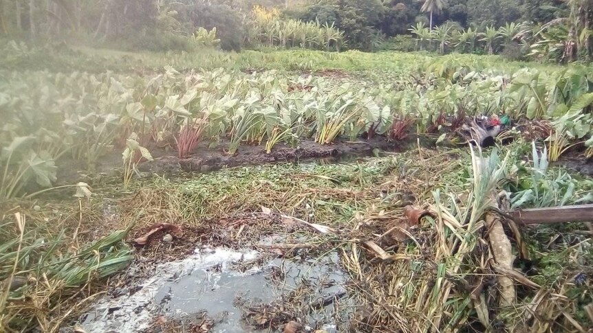 A taro garden is damaged by water in Vanuatu.