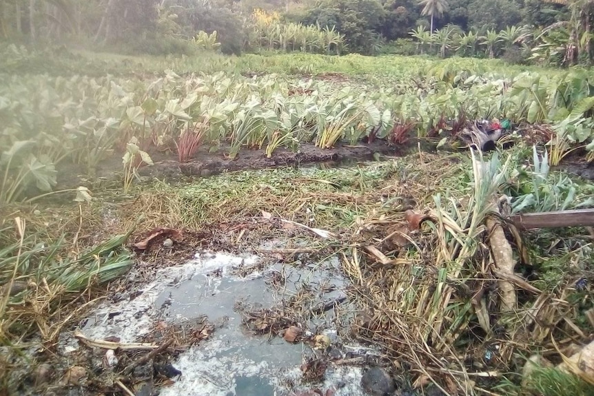 A taro garden is damaged by water in Vanuatu.