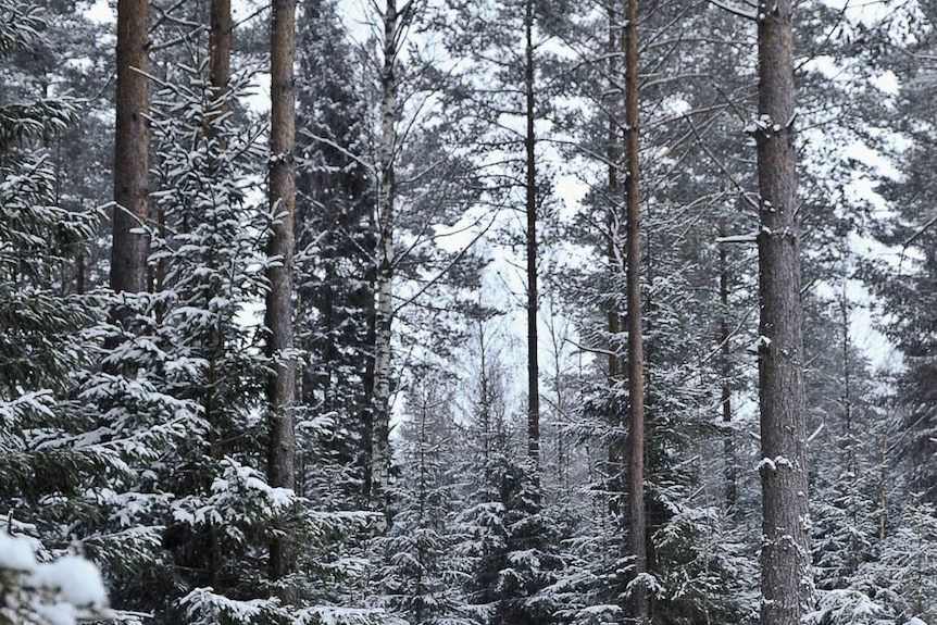 Henrik Widlund looks out during the wolf hunt in Hasselforsreviret, central Sweden