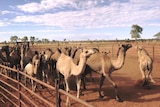 Camels together in yard on red dirt.