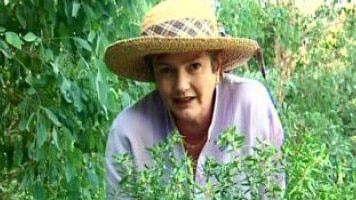 Long Island Gardening Australia Long Island Gardening Australia