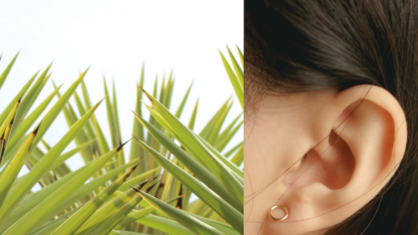 A composite of yucca plant and a human ear.