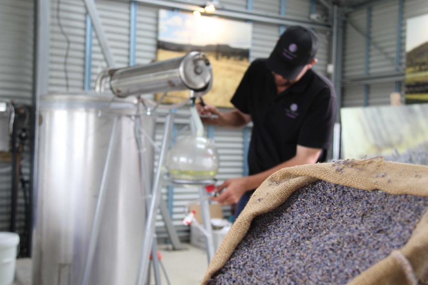 Distilling oil at Port Arthur