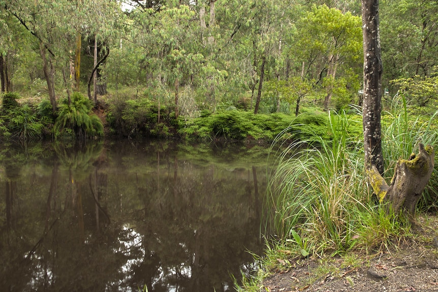 A creek in Kurth Kiln Regional Park.