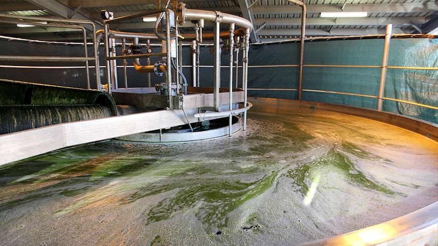 Aurora algae skimming pond