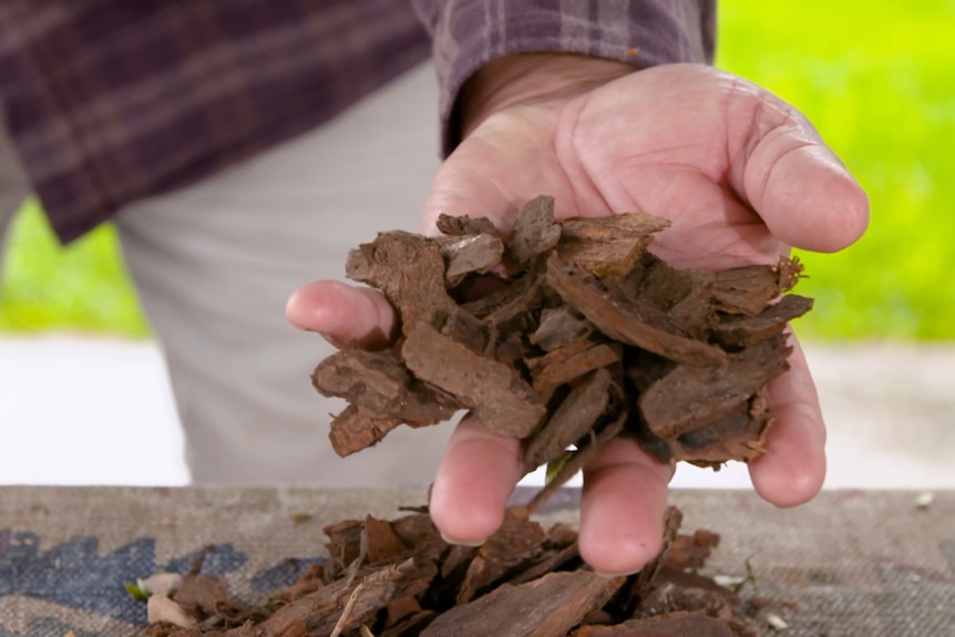 A man cups hardwood in his hands