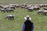 Farmer watches a flock of sheep in a paddock