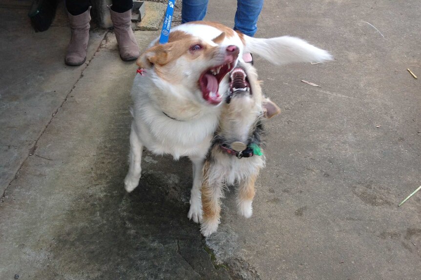 Moxie and Tilly displaying typical dog behaviour