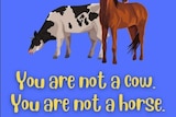 Cartoon of cow and horse saying 'you are not a cow. You are not a horse' against a blue background.