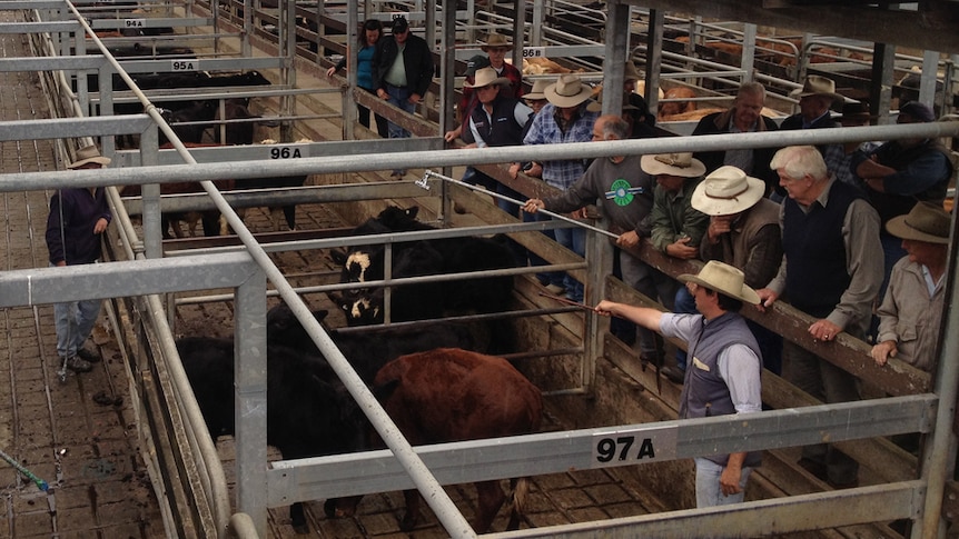 Cattle producers in a saleyard