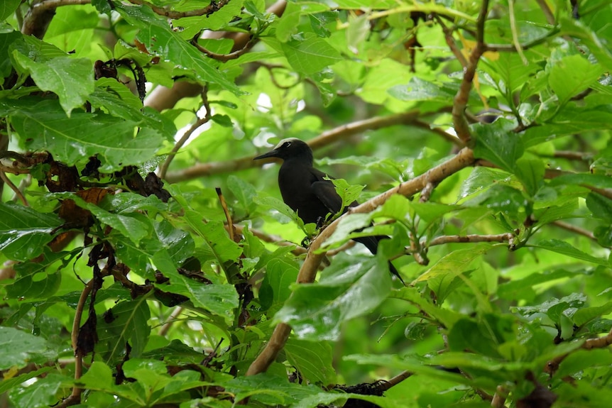 A black noddy sitting on a tree branch, heaps of leaves and greenery around.
