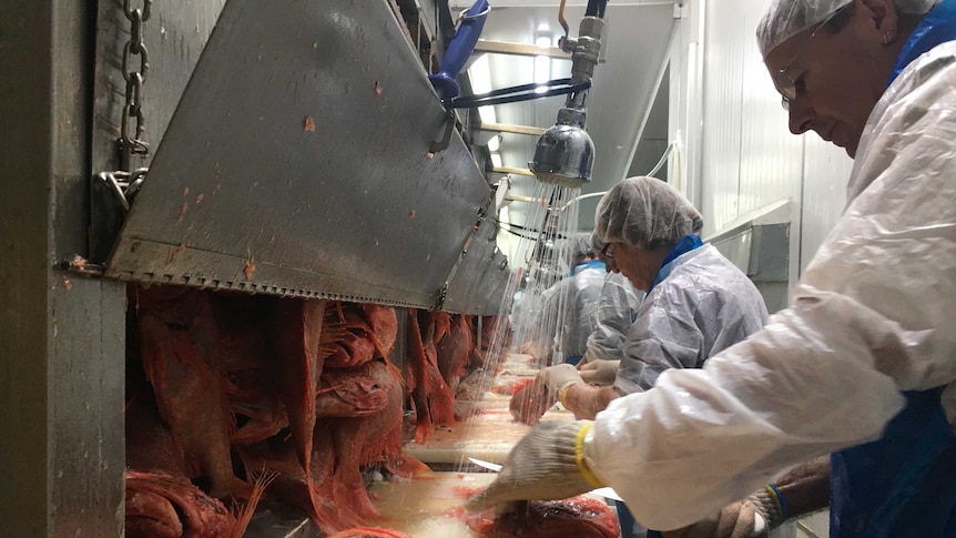 Water is sprayed onto Orange roughy fish along a processing line