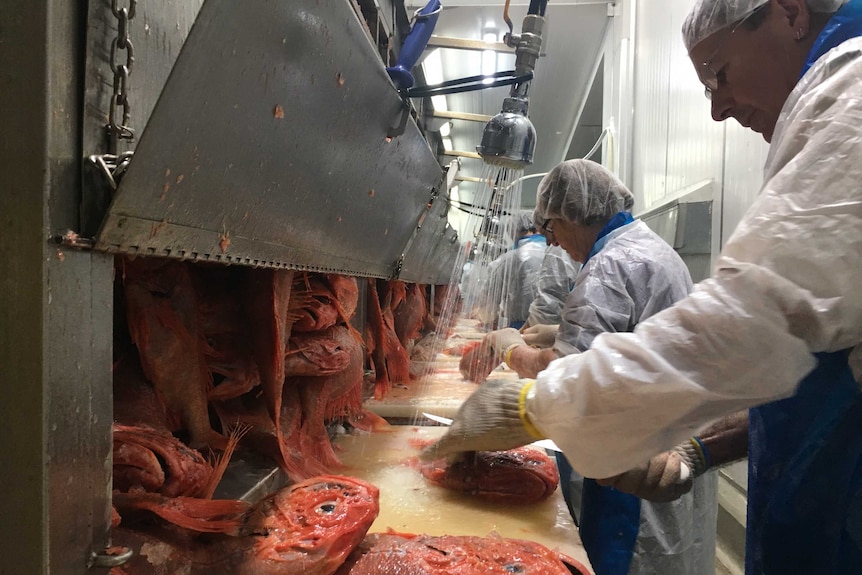 Water is sprayed onto Orange roughy fish along a processing line