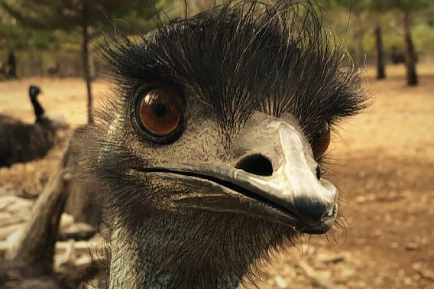 An emu with big brown eyes looks directly at the camera. It's curious.