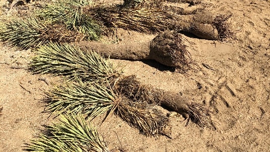 Several Joshua Trees lie dead on the ground on the sand 