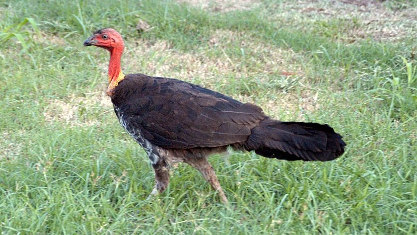 A brush turkey scurries across a Brisbane park