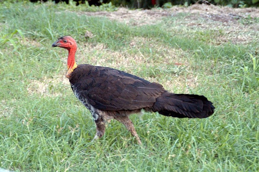 A brush turkey scurries across a Brisbane park