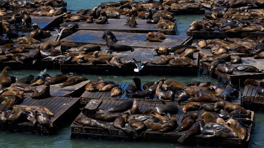 A wide shots of dozens of sea lions crowding docks at pier 39. 