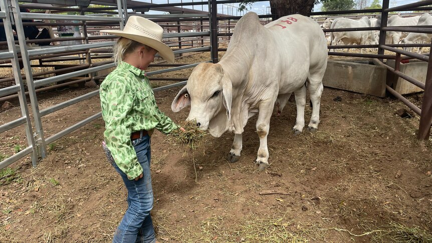 a woman feeding a grey bull. 