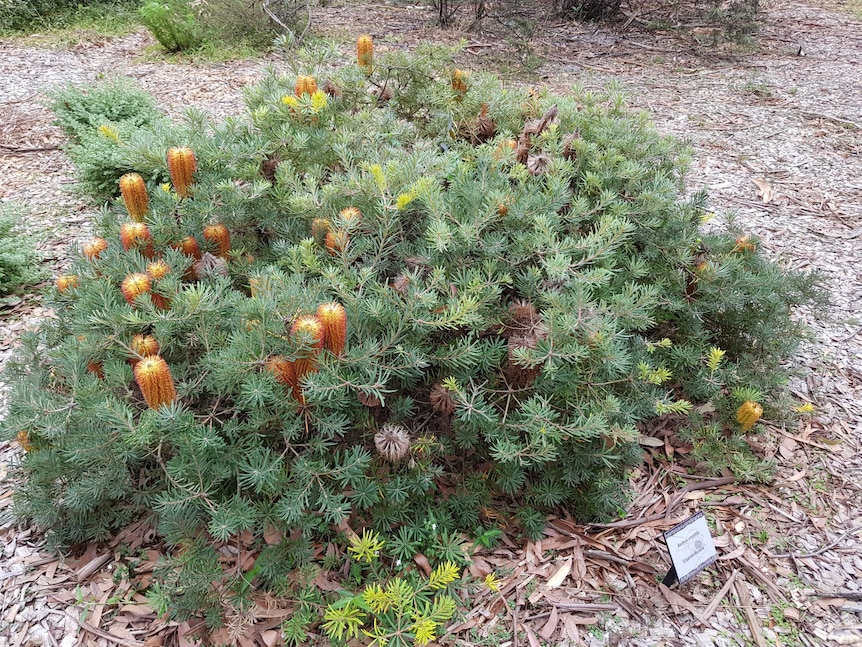 A small banksia shrub.