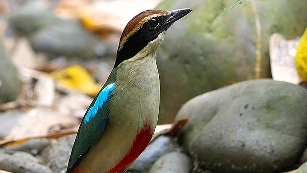 A close up on a small bird with a red chest and a bright blue streak on its back, pictured on the ground in the wild.