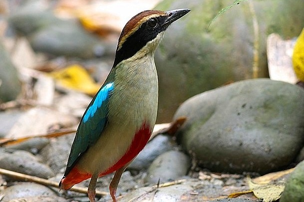 A close up on a small bird with a red chest and a bright blue streak on its back, pictured on the ground in the wild.