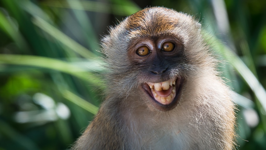 A close-up shot of a monkey looking right at the camera baring its teeth against a green backdrop