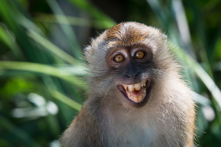 A close-up shot of a monkey looking right at the camera baring its teeth against a green backdrop