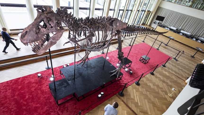 A complete T-rex skeleton on display over a red carpet in a posh-looking hallway.