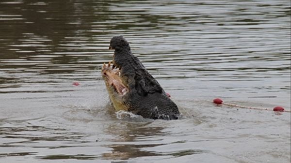5m saltwater crocodile Agro in the Adelaide river