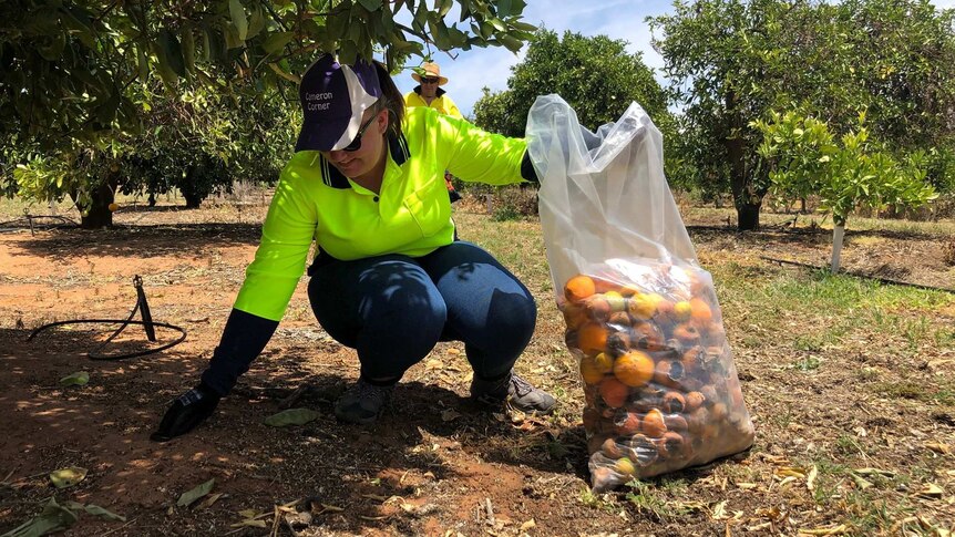 Worker collecting rotten fruit in Loxton