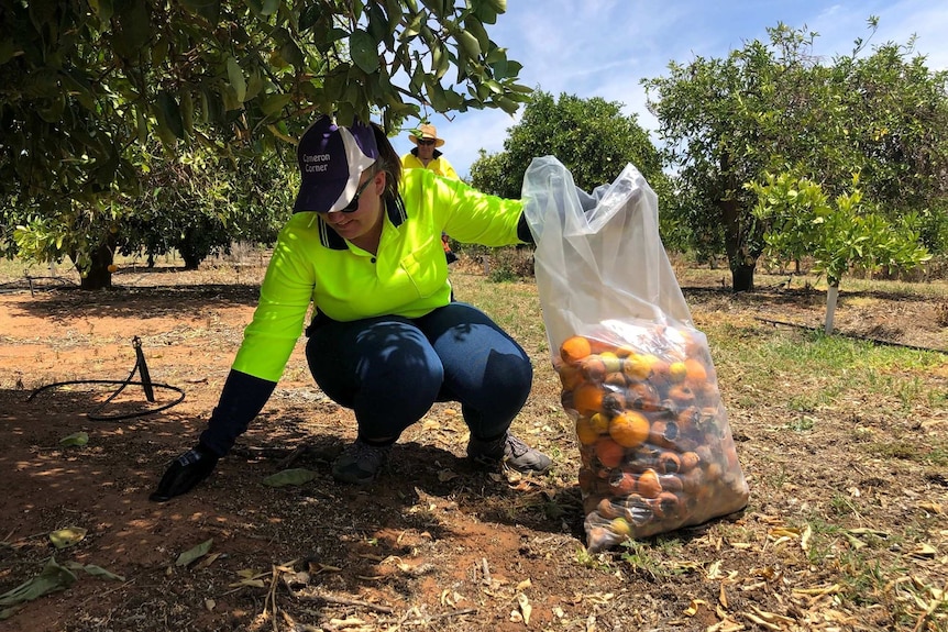 Worker collecting rotten fruit in Loxton