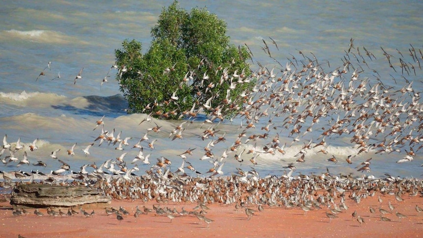 a flock of birds rise up over the sand and water