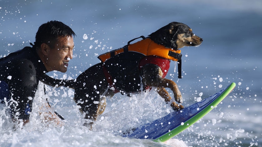 From 'traumatised mess' into a loving pet and champion surfer: Michael Uy and his Australian kelpie Abbie