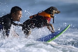From 'traumatised mess' into a loving pet and champion surfer: Michael Uy and his Australian kelpie Abbie