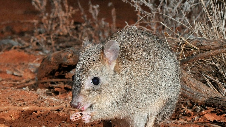 Small brown rat like creature, holding food in its front paws, nibbling at it.