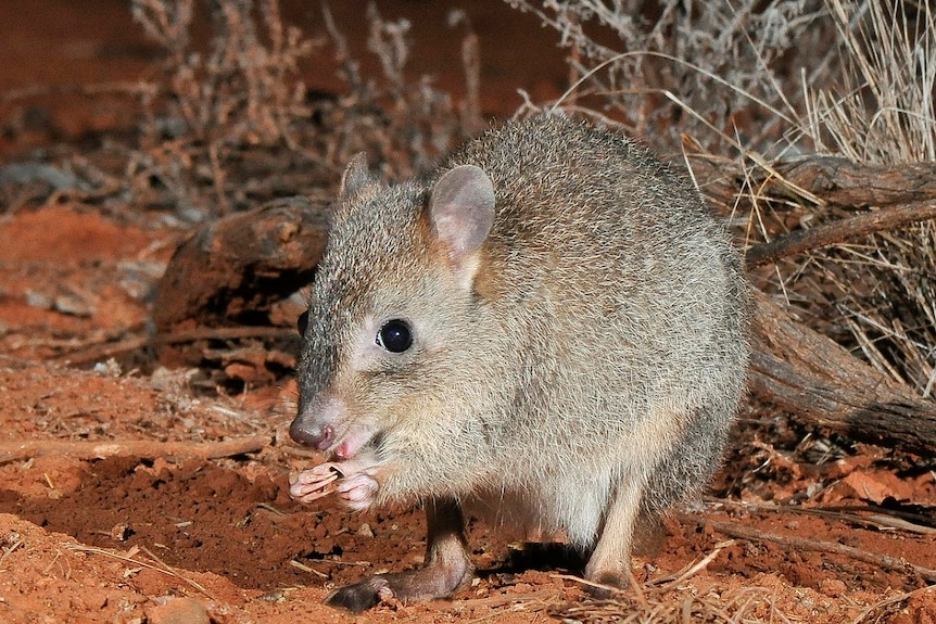 Small brown rat like creature, holding food in its front paws, nibbling at it.