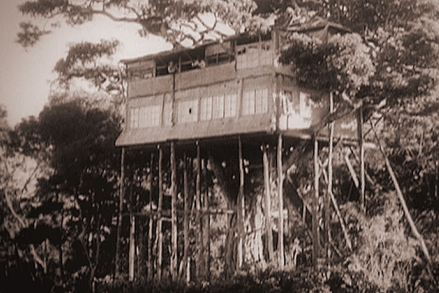 The Treetops room the the Princess and Prince stayed in was perched high in a fig tree.