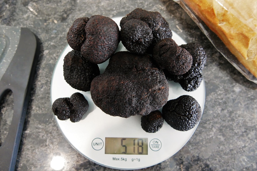 500g of truffles on kitchen scale