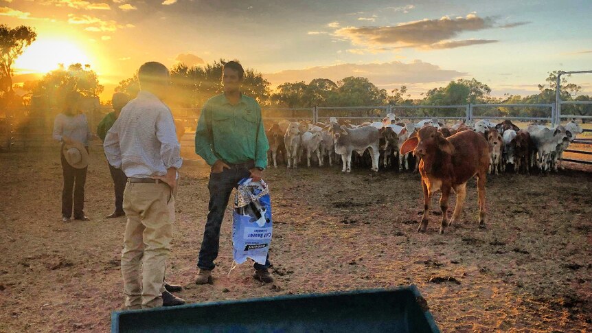 sunshine with men standing in feeding lot with cattle