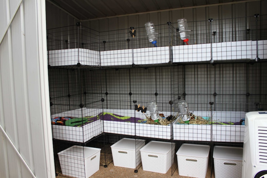 Two layers of guinea pig cages in a shed