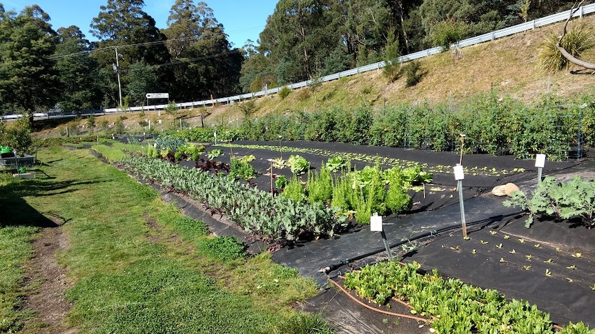 A section of Longley Organic farm showing the layout of beds