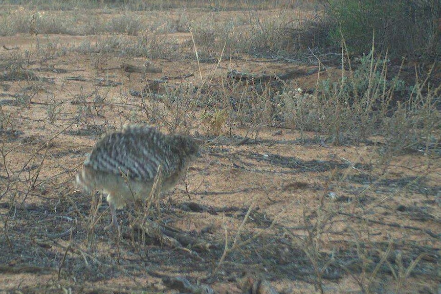 a small grey birds stands in the middle of an image.  It is surrounded by red dirt and outback shrubs.