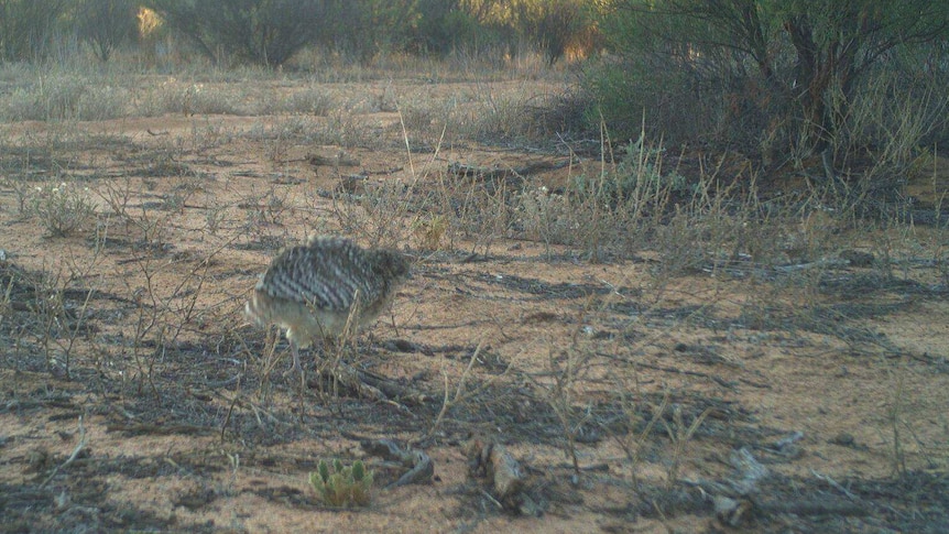 a small grey birds stands in the middle of an image.  It is surrounded by red dirt and outback shrubs.