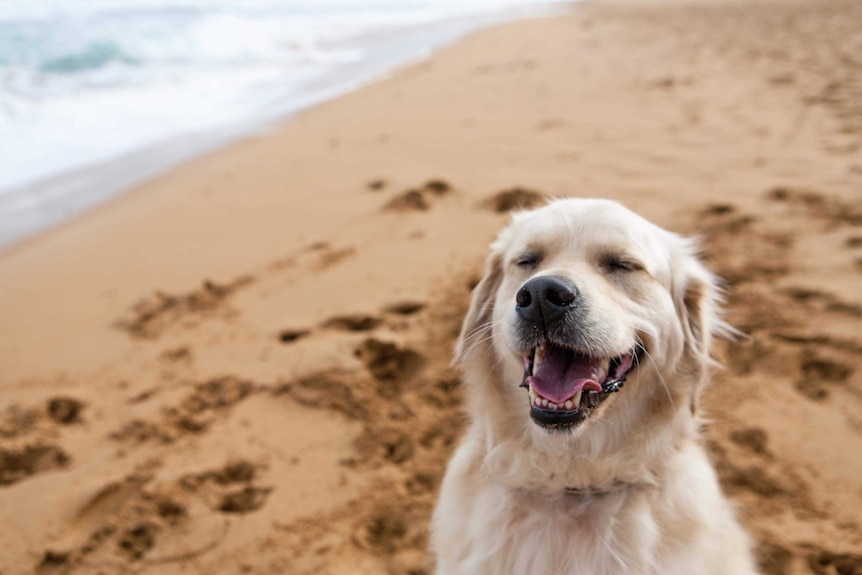 A golden retriever sits on the beach